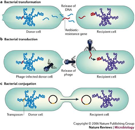 Horizontal Gene Transfer(HGT) and DNA restructure — Steemit 
