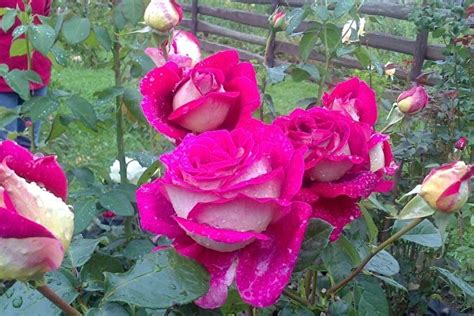 Роза Кроненбург — фото и описание сорта с отзывами