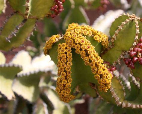 Candelabra Tree- Enlighten Your Garden - UnusualSeeds