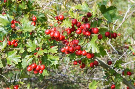 Red Berries Of Useful Hawthorn Ripe Medicinal Hawthorn Stock Image