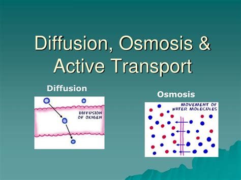 Passive Transport Osmosis