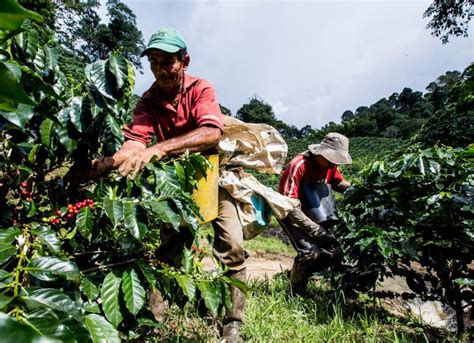 ¿por Qué Brasil Es Una Amenaza Para El Café Colombiano