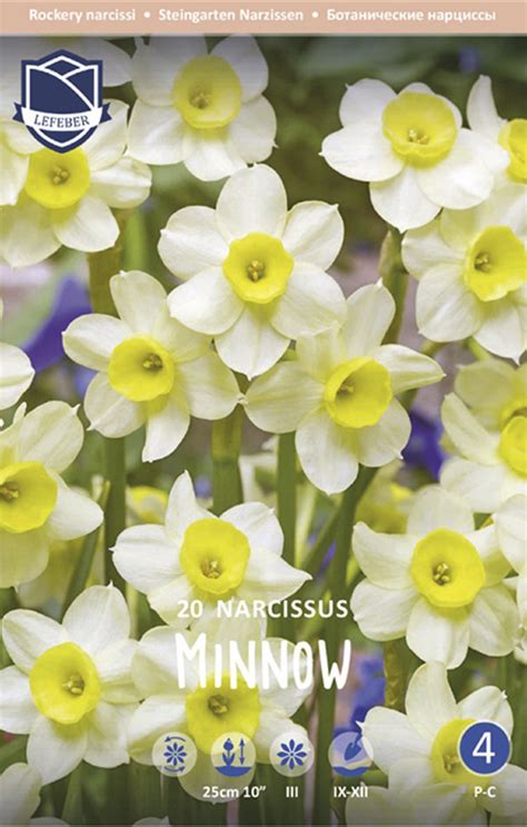 Купить нарцисс минноу (narcissus minnow), 20 шт (разбор 10/12) по цене ...