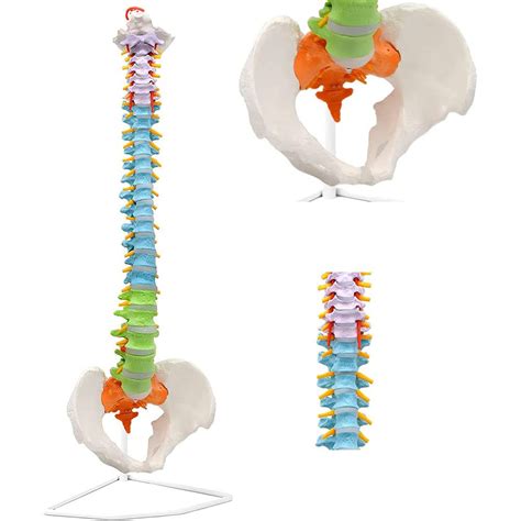 Buy Erctoo Cm Human Spine Model Flexible Spinal Cord With Hyoid