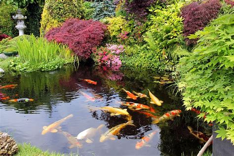 Pond Maintenance 101: How Often Do You Need to Clean a Pond? - AquaLife ...