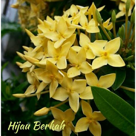 Jual Tanaman Hias Bunga Asoka Bunga Kuning Pohon Soka Shopee Indonesia