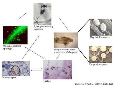 Phytophthora Cinnamomi Alchetron The Free Social Encyclopedia