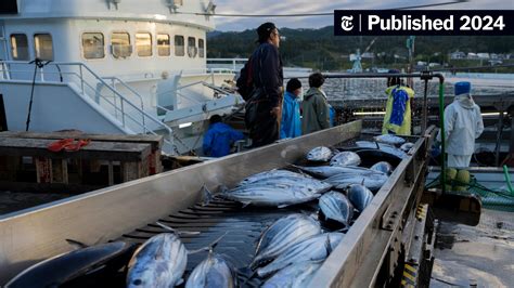 Why Is Mercury Stubbornly High in Tuna? Researchers Might Have an