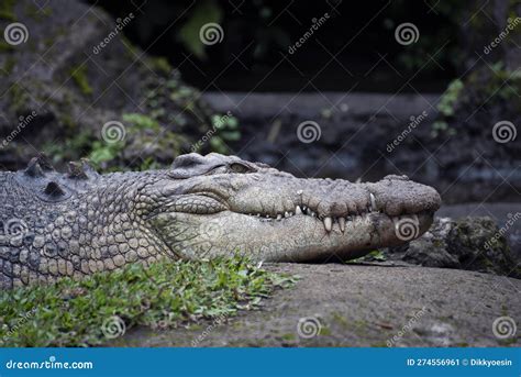 Big Saltwater Crocodile Resting On River Bank Stock Image Image Of