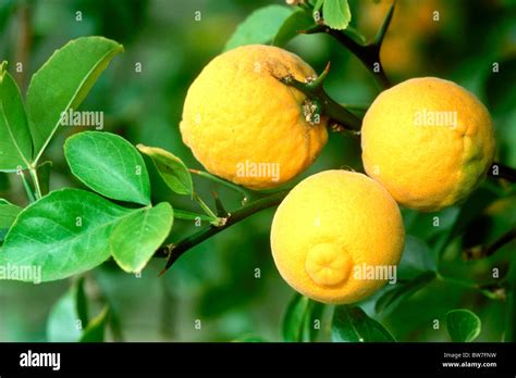 Chinese Bitter Orange Trifoliate Orange Poncirus Trifoliata Ripe