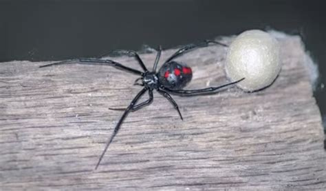 Experts warn Texas and Arizona residents: Black widow spiders poised ...