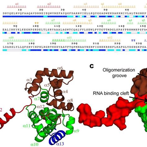 Structure Of The N Monomer A Sequence Of The Rvfv N Protein With Download Scientific Diagram