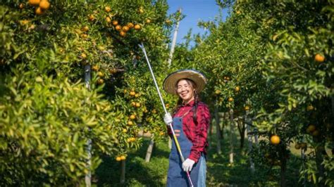 Optimizing Sweet Orange Orchard Management A Month By Month Operation