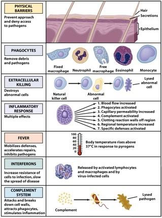 Microbiology Ch 16 Innate Immunitty Flashcards Quizlet
