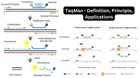 Taqman Probe Definition Principle Applications Biology Notes Online