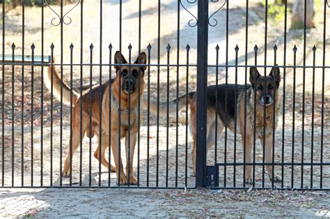 Guard Dog Vs Watchdog Vs Attack Dog Whats The Difference