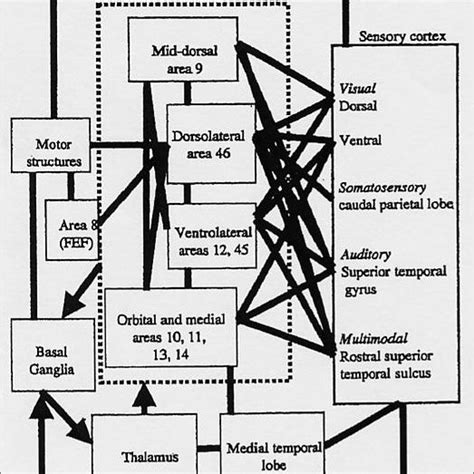 Schematic Representation Of Some Extrinsic And Intrinsic Connections