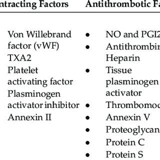 Factors Produced By The Endothelium That Contribute To Vascular