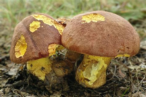 Butyriboletus Appendiculatus The Ultimate Mushroom Guide