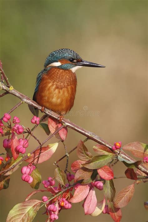 European Kingfisher Alcedo Atthis Stock Photo Image Of Bird Britain