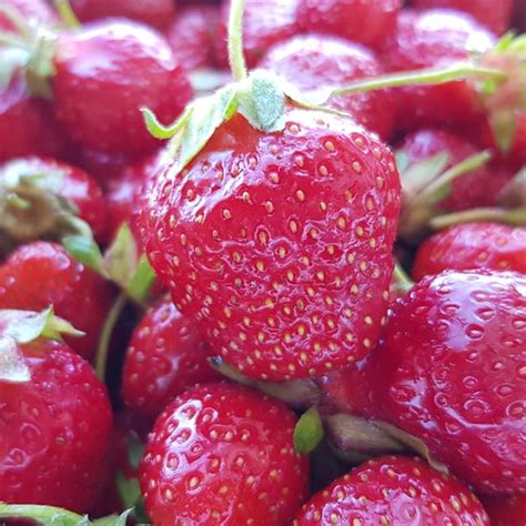 Driscoll Strawberries 1 Lb Each | Jays Ultimate Produce and Dairy