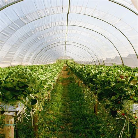 Polythene Tunnels Polytunnel Plastic LBS Horticulture