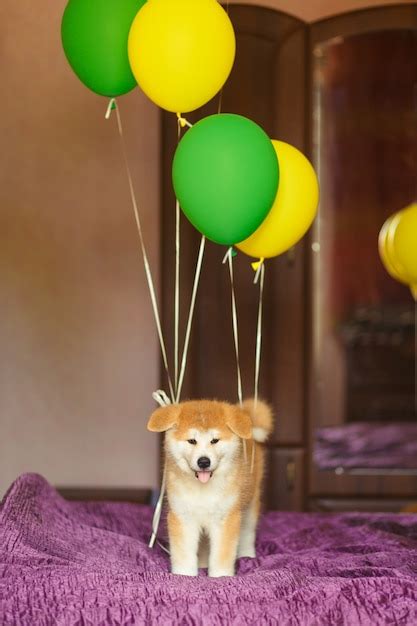 Premium Photo | Happy akita inu puppy celebrate his adoption in new family