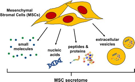 Frontiers Translational Animal Models Provide Insight Into