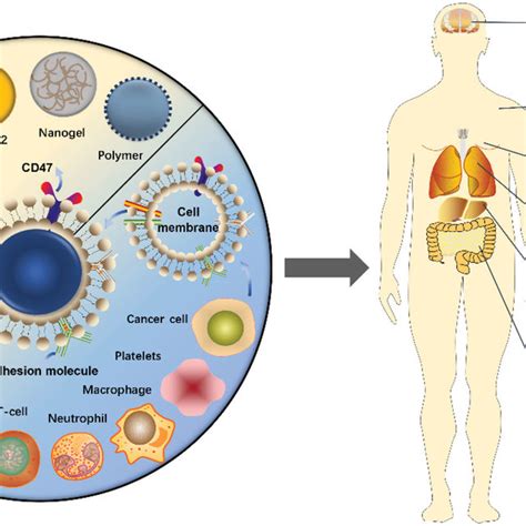 Targeting Capability Of Crgd Exo Ptx In Vitro And In Vivo A