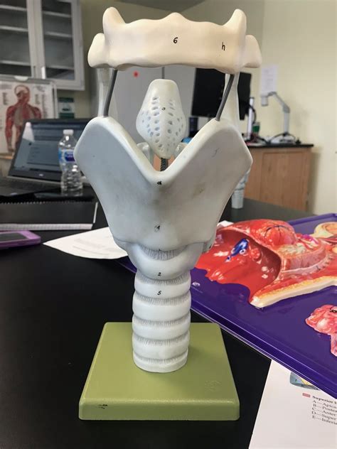 Larynx Front Diagram Quizlet