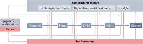 Interactions Between Sex And Gender In Health And Disease Throughout Download Scientific