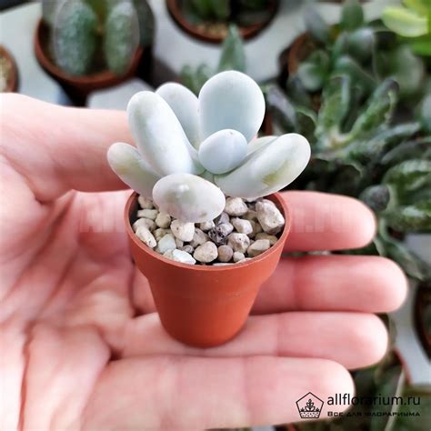 Пахифитум Овиферум - Pachyphytum Oviferum - Все для флорариума