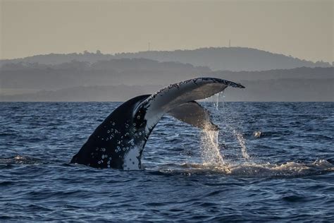 Rare Super Pod Of Humpback Whales Sighted Off Sapphire Coast About