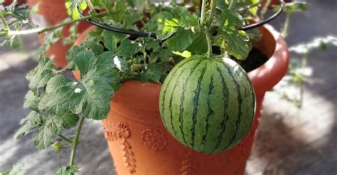 Watermelon Container Gardening How To Grow Large And Tasty Watermelons