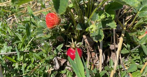 Sörmländska jordgubbar mogna till midsommar men inte överallt SVT