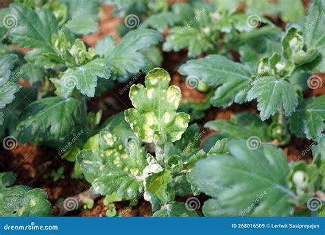 White Rust Disease On Chrysanthemum Leaf Stock Image Image Of