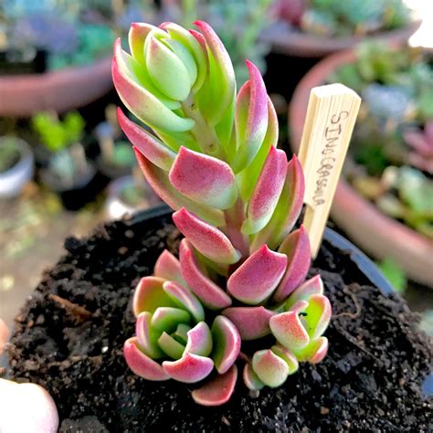 Sinocrassula Indica, Sinnocrassula 'Indica' - uploaded by @Yollymac