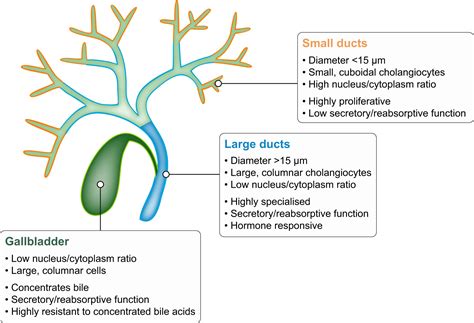 Tissue Engineering Of The Biliary Tract And Modelling Of Cholestatic