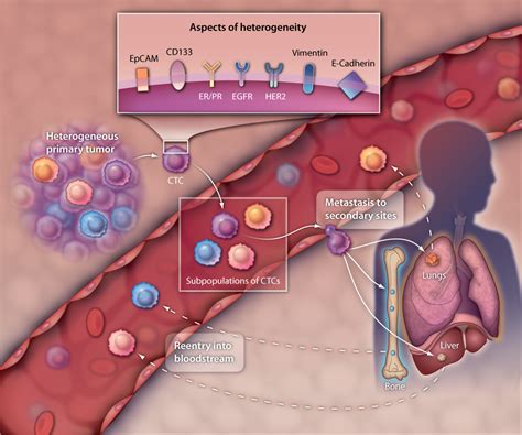 Circulating Tumor Cells Getting More From Less Science Translational Medicine