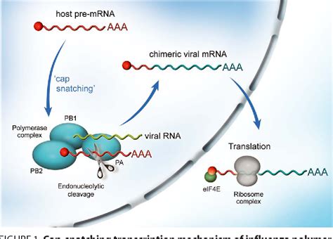 Influenza A Virus Polymerase Structural Insights Into Replication And