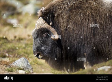Ox head hi-res stock photography and images - Alamy