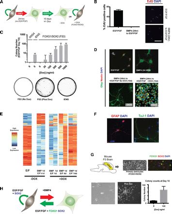 Elevated FOXG1 And SOX2 In Glioblastoma Enforces Neural Stem Cell