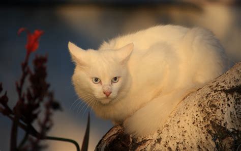 обои : Белое, Животные, нос, Бакенбарды, Кожа, цветок, Котенок ...