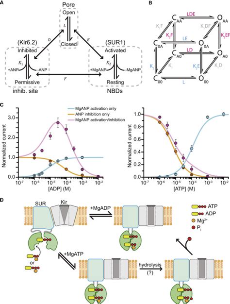 Equilibrium Gating Model Of Kir Sur A Schematic Representing The