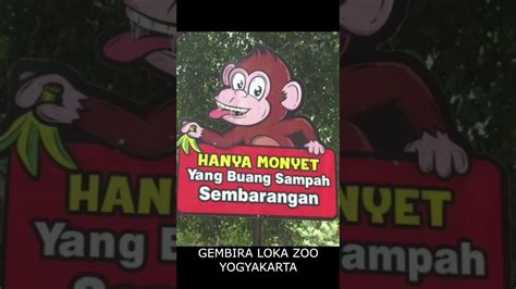 MONYET YANG BUANG SAMPAH SEMBARANGAN Shorts YouTube