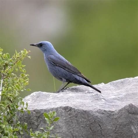 Terrestrial wildlife | Parc national des calanques