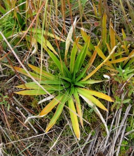 Star Grass – Aletris farinosa | Root Buyer