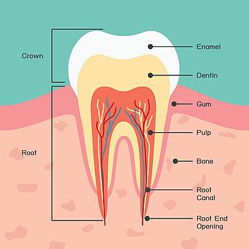 Baby Tooth Chart Anatomy Mouth Child Vector, Anatomy, Mouth, Child PNG ...