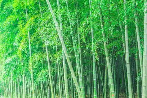 Bamboo Uses and Amazing Benefits of Bamboo Plants - Decomil | DECOMIL