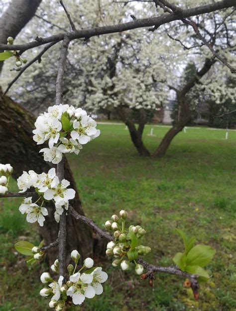 How To Start A Multi Fruit Backyard Orchard Artofit